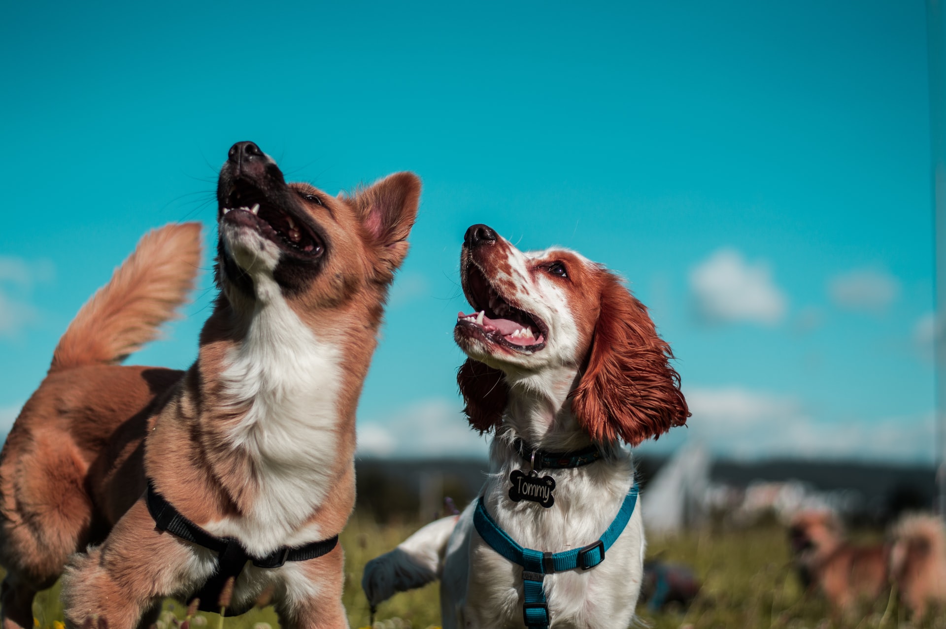 Southeast Idaho’s Premier Dog Boarding Facility, located in Rigby, ID